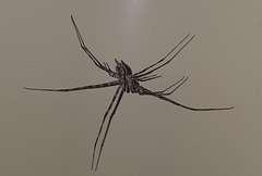 Tamopsis