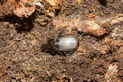Abax parallelepipedus