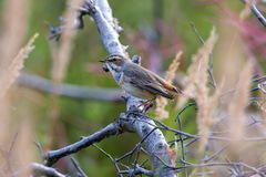 Luscinia svecica svecica