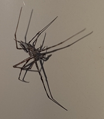 Tamopsis