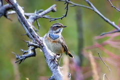 Luscinia svecica svecica