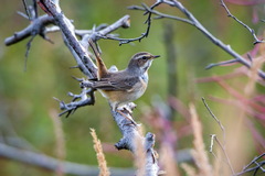Luscinia svecica svecica