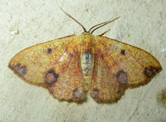 Celidomphax rubrimaculata