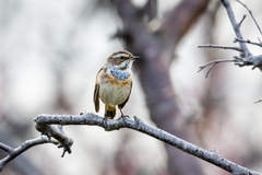 Luscinia svecica svecica
