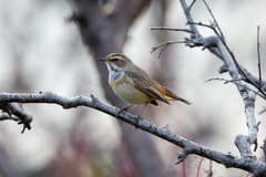 Luscinia svecica svecica