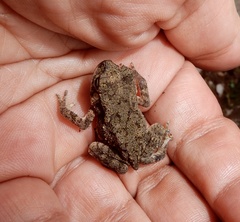 Duttaphrynus melanostictus