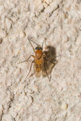 Phoridae