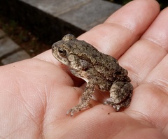 Duttaphrynus melanostictus