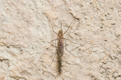 Culicinae