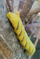 Acherontia atropos