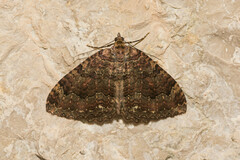 Triphosa dubitata