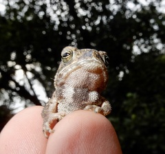 Duttaphrynus melanostictus