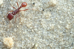 Pogonomyrmex badius