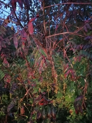 Toxicodendron vernix