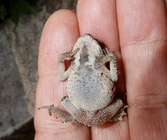 Duttaphrynus melanostictus