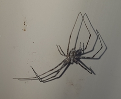 Tamopsis