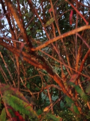 Toxicodendron vernix