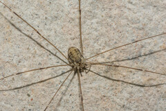 Leiobunum limbatum