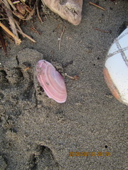 Gari lineolata