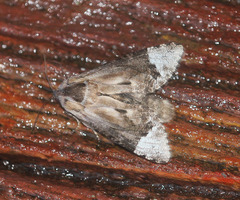 Groenendaelia kinabaluensis