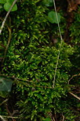 Brachythecium rutabulum