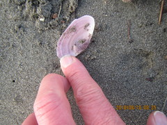 Gari lineolata