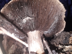 Agaricus gennadii