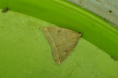 Zanclognatha marcidilinea