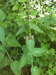 Stachys alpina