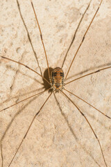 Leiobunum limbatum