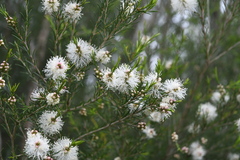 Melaleuca ericifolia