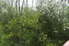 Melaleuca ericifolia