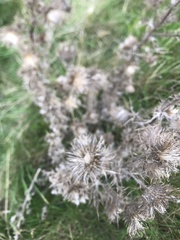 Carlina vulgaris