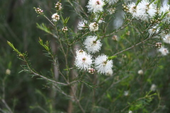 Melaleuca ericifolia