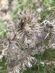 Carlina vulgaris