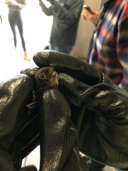 Falsistrellus tasmaniensis