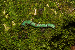 Aporrectodea smaragdina