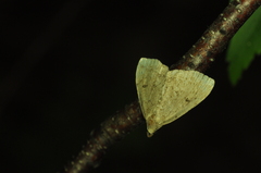 Zanclognatha protumnusalis