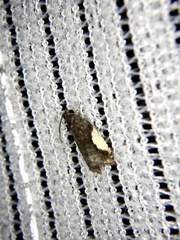 Statherotmantis shicotana