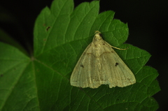 Zanclognatha laevigata
