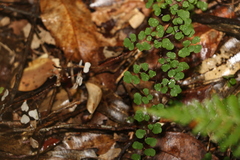 Adiantum aethiopicum
