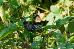 Hestina assimilis assimilis