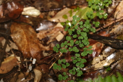 Adiantum aethiopicum