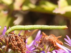 Chlorochlamys chloroleucaria