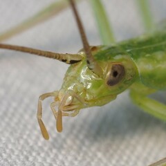 Oecanthus argentinus