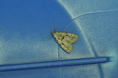 Hypenodes franclemonti