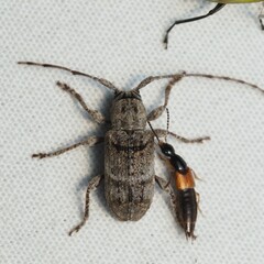 Ecyrus
