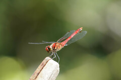 Sympetrum darwinianum