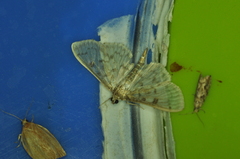 Herpetogramma aquilonalis