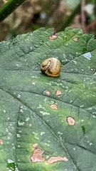 Cepaea